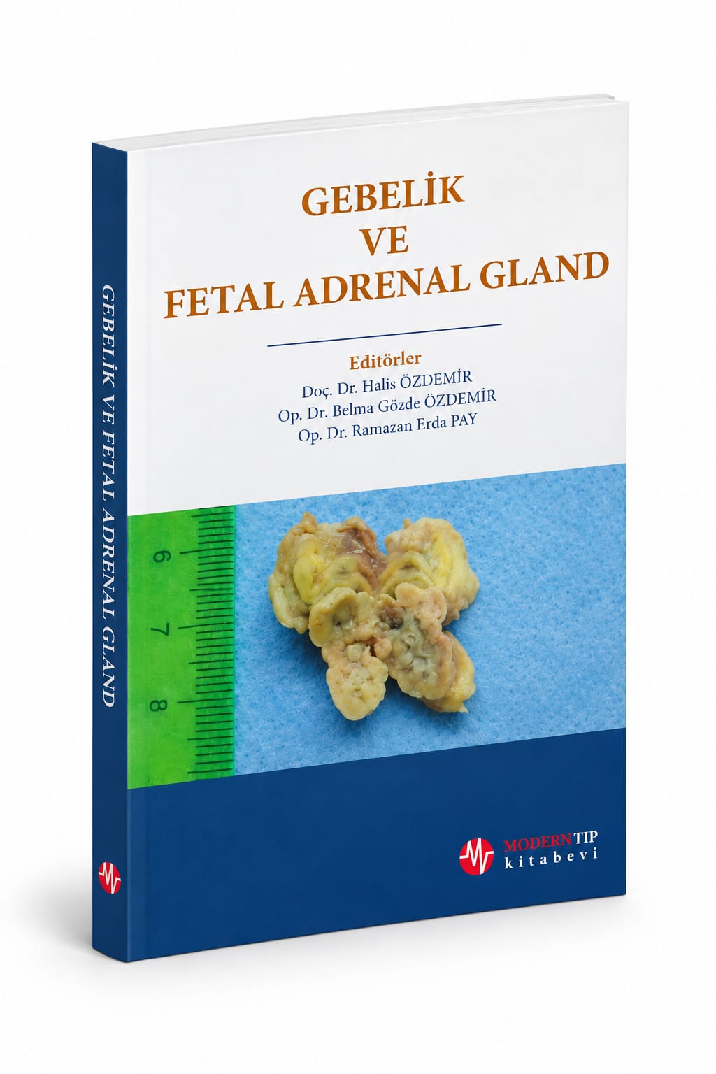 GEBELİK VE FETAL ADRENAL GLAND